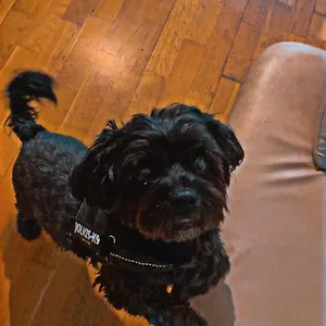 Black Dog , Budapest Ungarn